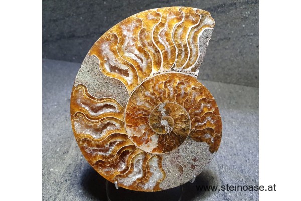 Ammonite Nr.2 - links